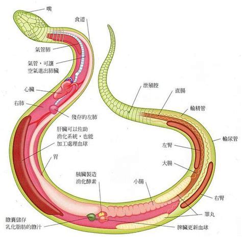 蛇器官